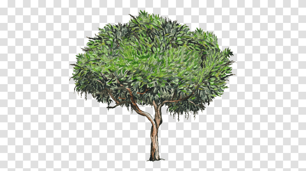 Palo De Mango Dibujo, Tree, Plant, Vegetation, Conifer Transparent Png