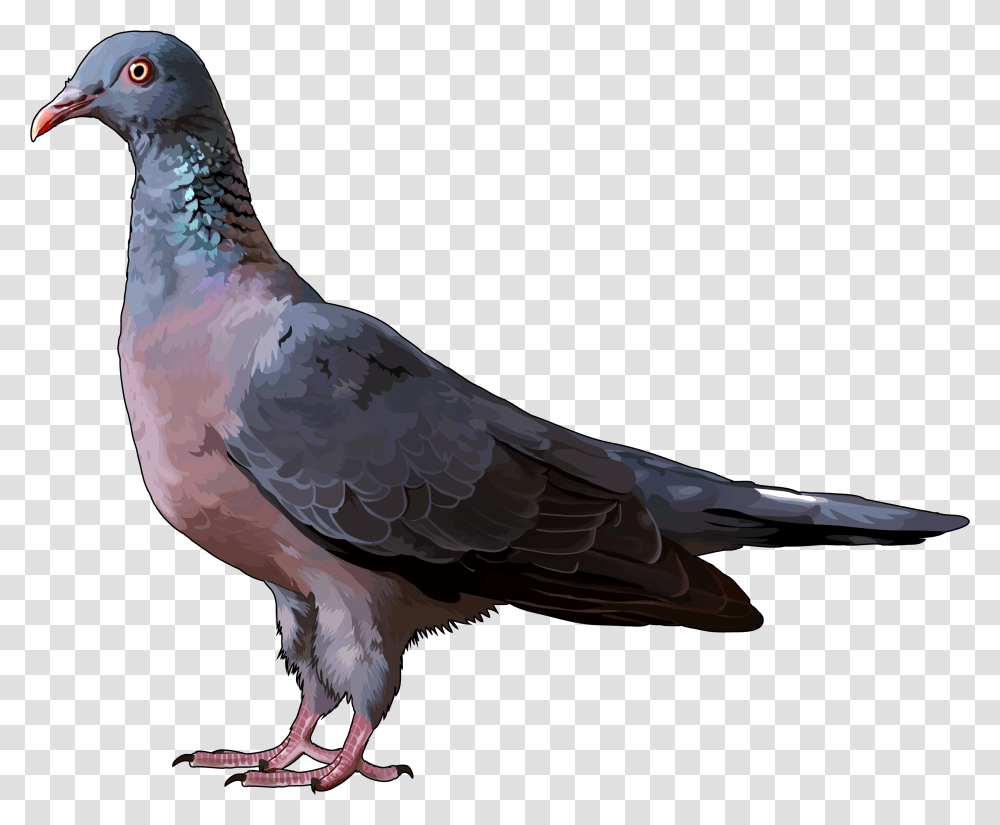 Paloma, Bird, Animal, Pigeon, Dove Transparent Png