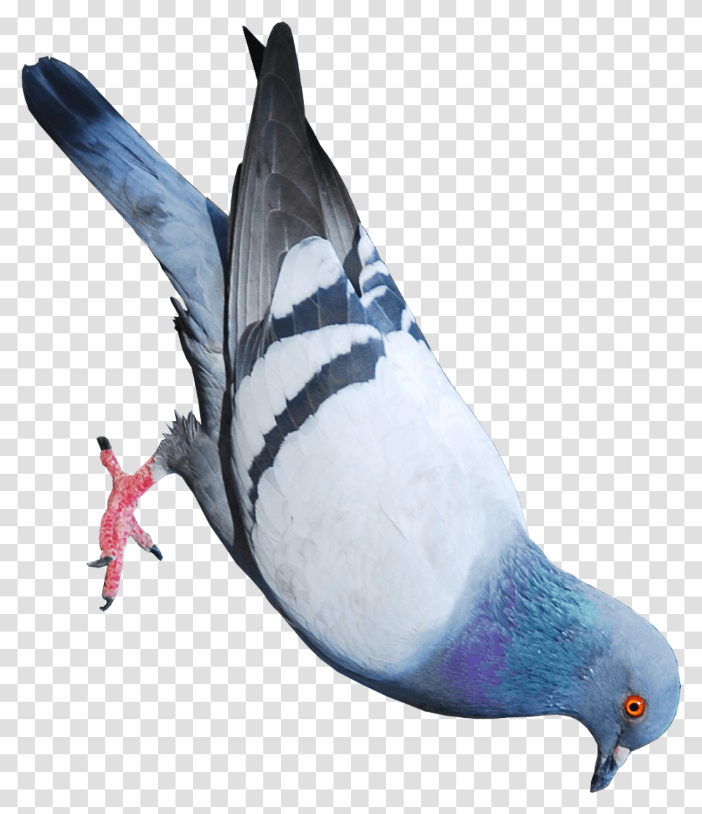 Paloma, Bird, Animal, Pigeon, Dove Transparent Png