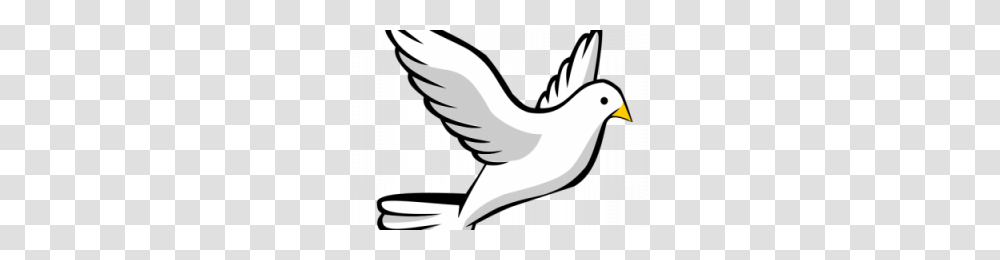 Paloma Blanca Image, Bird, Animal, Dove, Pigeon Transparent Png