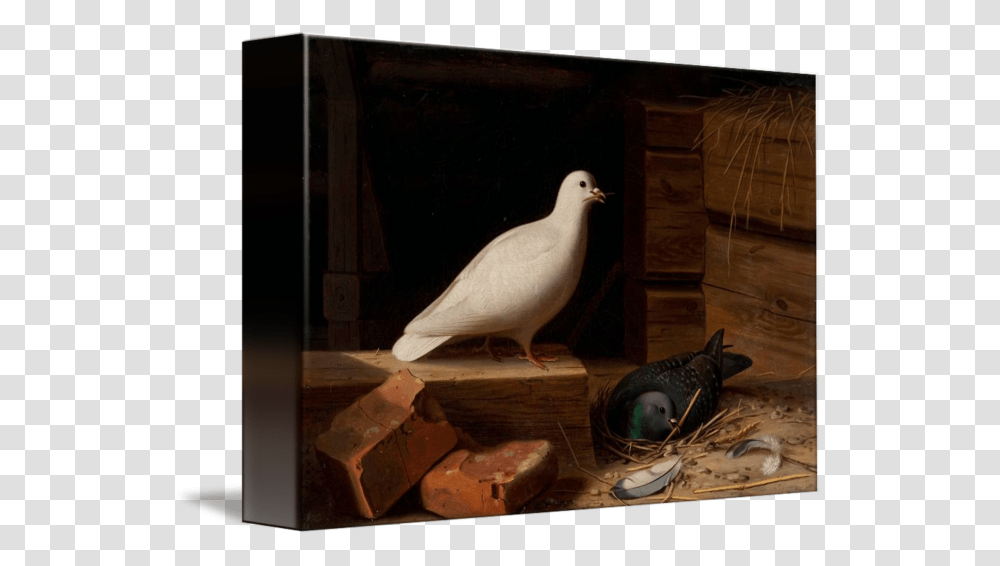 Paloma Blanca Rock Dove, Bird, Animal, Wood, Pigeon Transparent Png