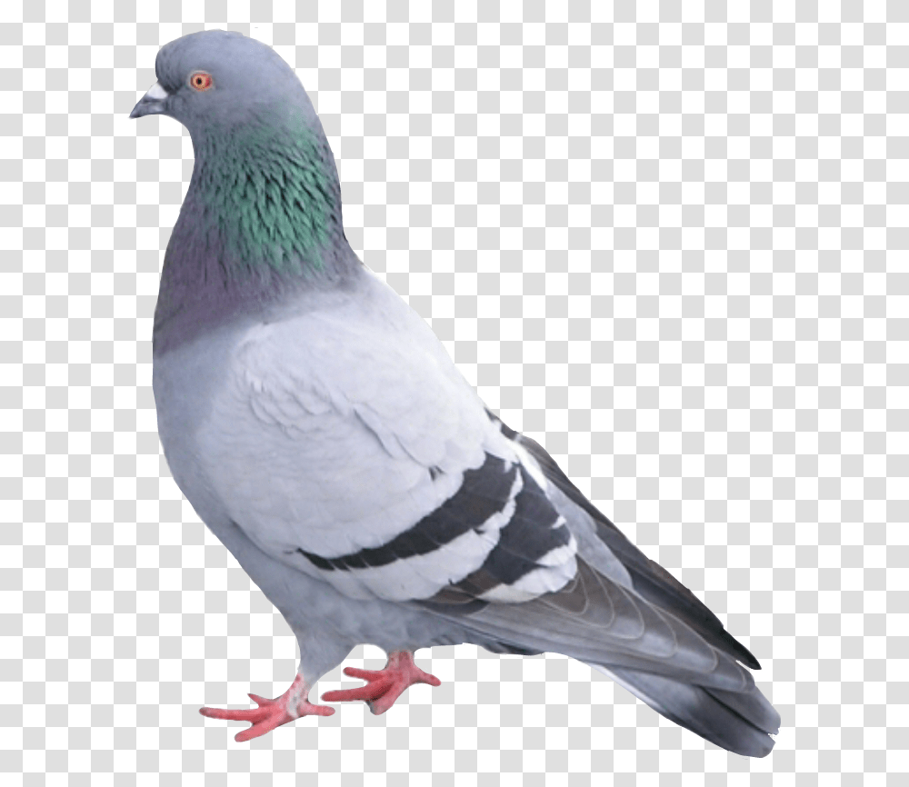 Paloma Palomapopo Palomas Palomaurbana Pigeon Bird, Animal, Dove Transparent Png