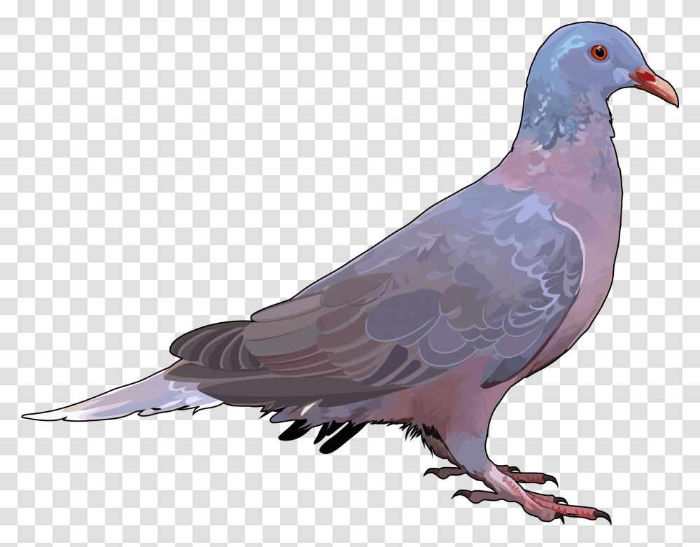 Paloma Rabiche Y Turque Paloma, Bird, Animal, Dove, Pigeon Transparent Png