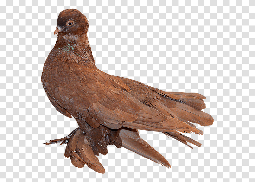 Paloma Red Paloma Free Picture Ave, Bird, Animal, Dove, Pigeon Transparent Png