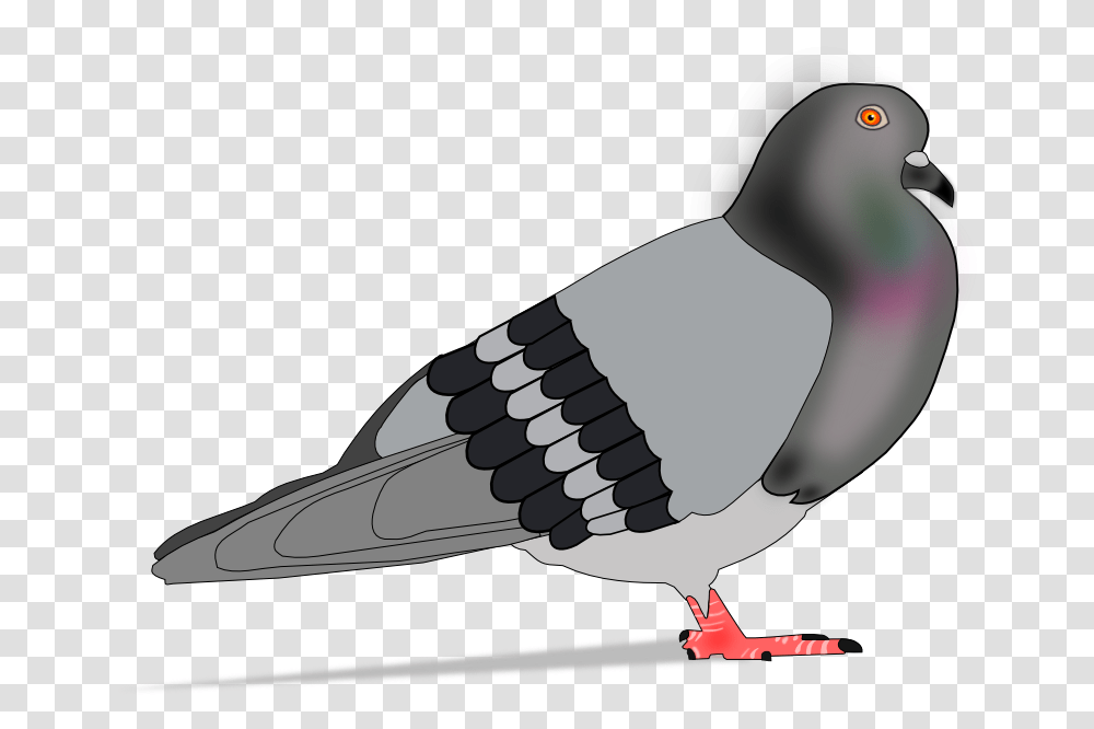 Paloma Rock Dove, Bird, Animal, Pigeon Transparent Png