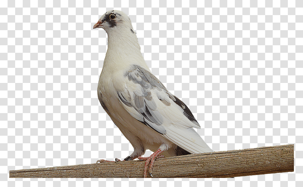 Paloma White Dove Dove On Branch Ave Feathers Dove On A Branch, Bird, Animal, Pigeon Transparent Png