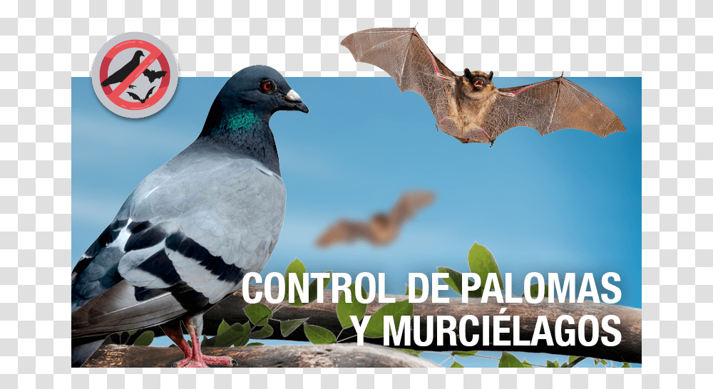 Palomas Palomas Y Murcielagos, Bird, Animal, Person, Human Transparent Png