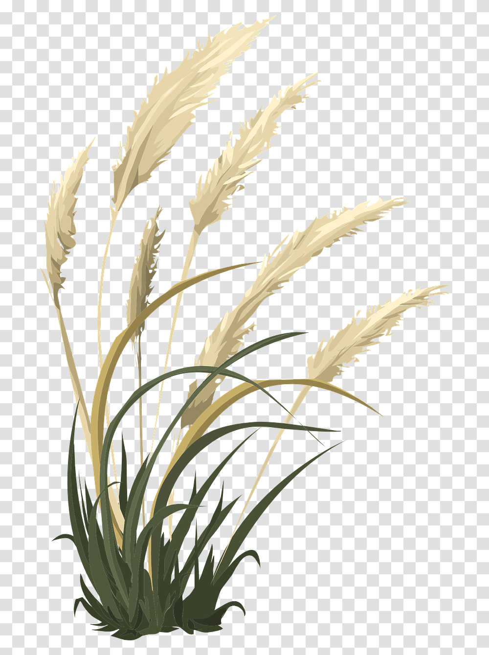 Pampas, Grass, Plant, Lawn, Flower Transparent Png