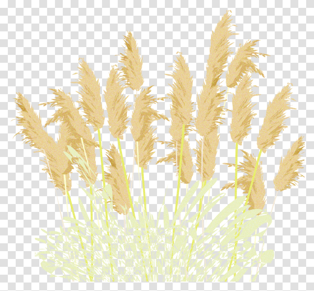 Pampasgrass, Plant, Lawn, Reed, Rug Transparent Png