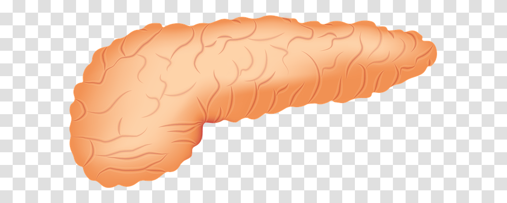 Pancreas Plant, Food, Fungus, Vegetable Transparent Png