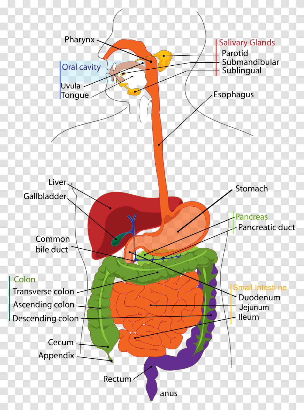 Pancreas Healing Herbs Digestive System Diagram Cartoon, Plot Transparent Png