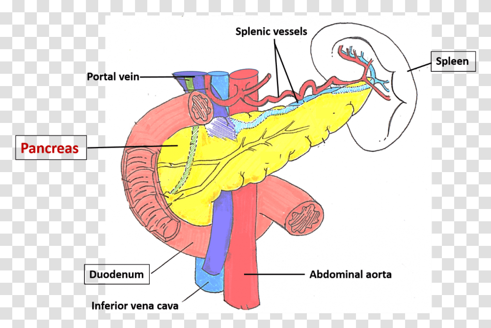Pancreas Location, Number, Diagram Transparent Png