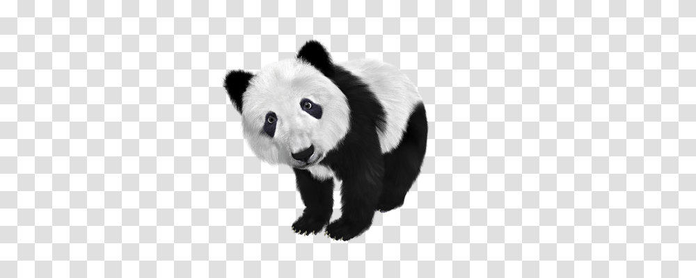 Panda Nature, Giant Panda, Bear, Wildlife Transparent Png