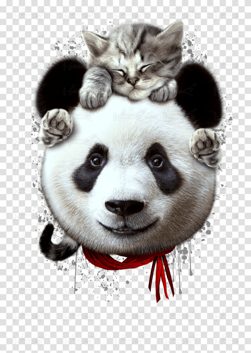 Panda And Cat, Bear, Wildlife, Mammal, Animal Transparent Png