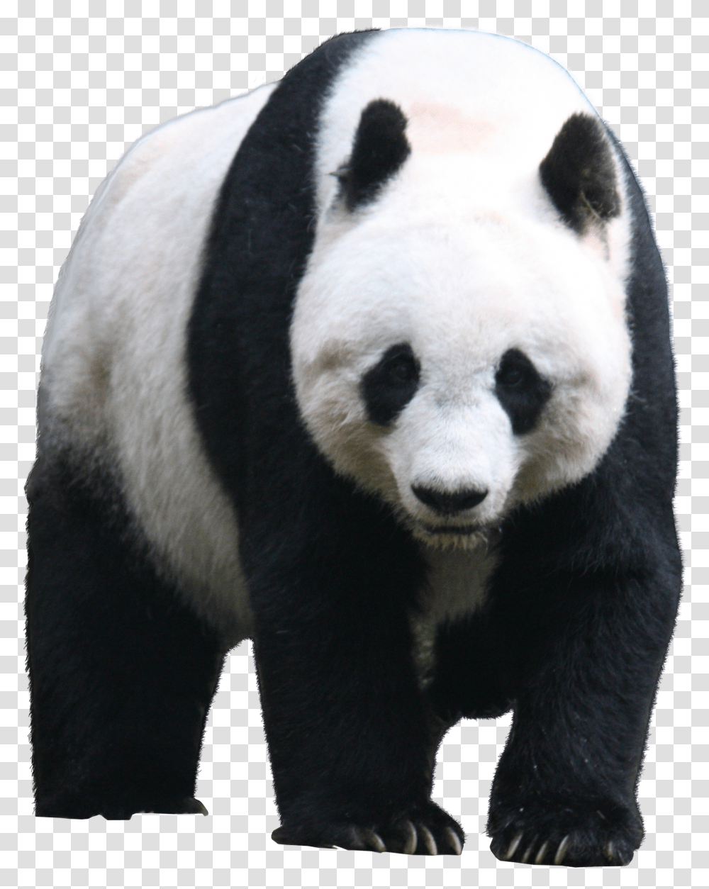 Panda Animal Images Bear Cute Baby Giant Panda Transparent Png