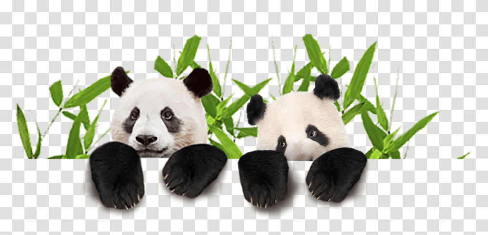 Panda Animal Images Bear Cute Baby Giant Panda, Wildlife Transparent Png