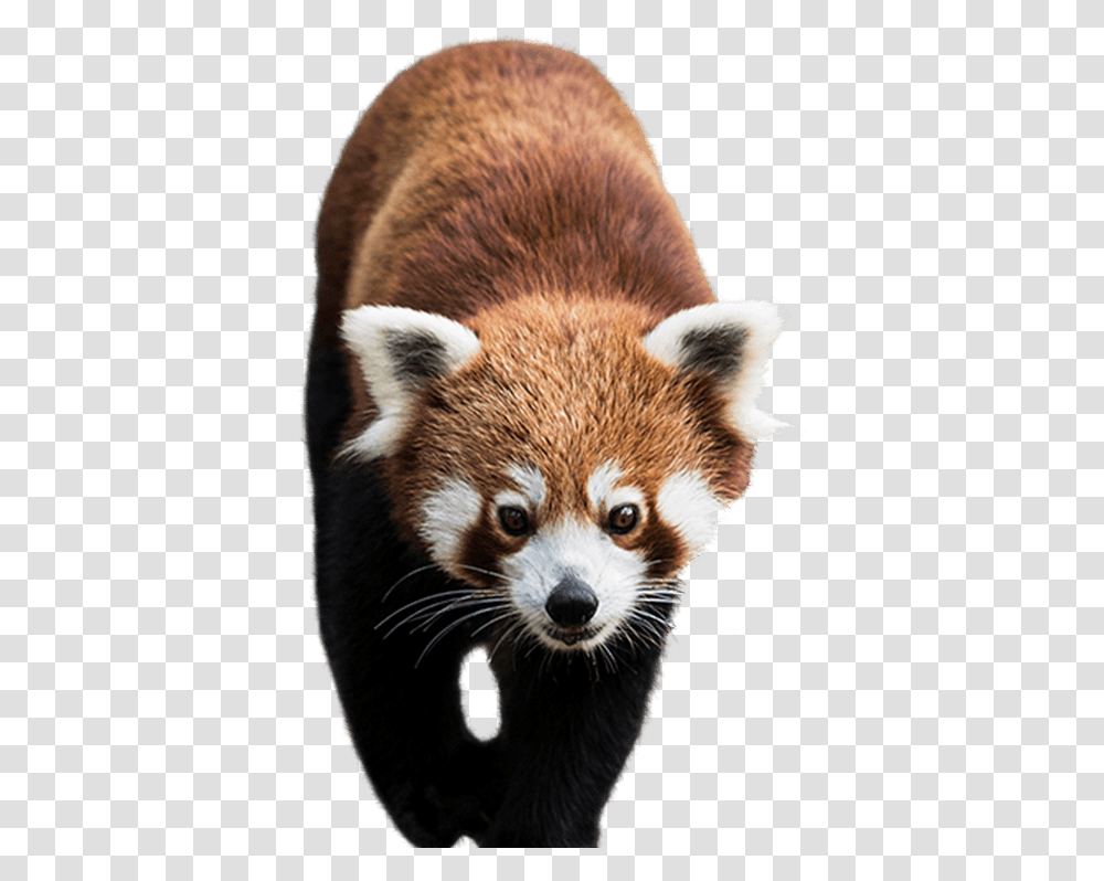 Panda Animal Images Bear Cute Baby Red Panda Background, Mammal, Lesser Panda Transparent Png