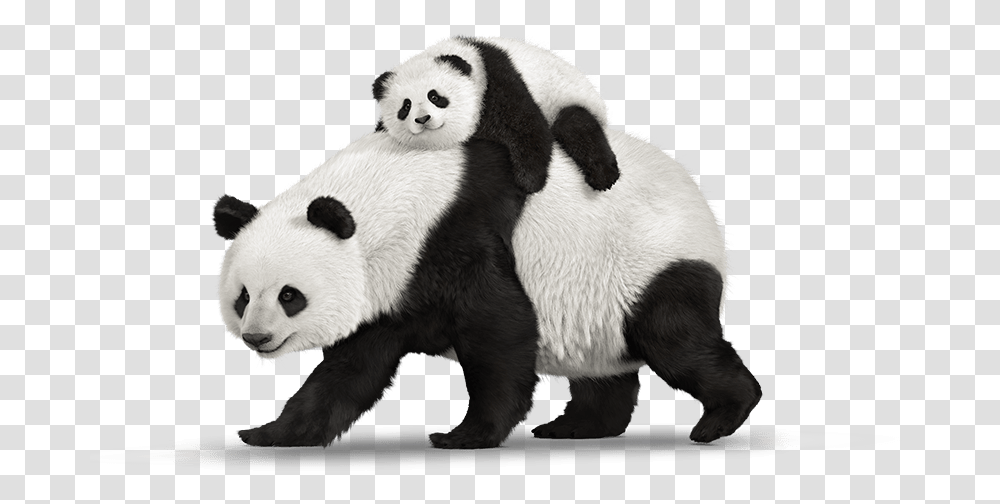 Panda Animal Images Bear Real Panda, Giant Panda, Wildlife, Mammal Transparent Png