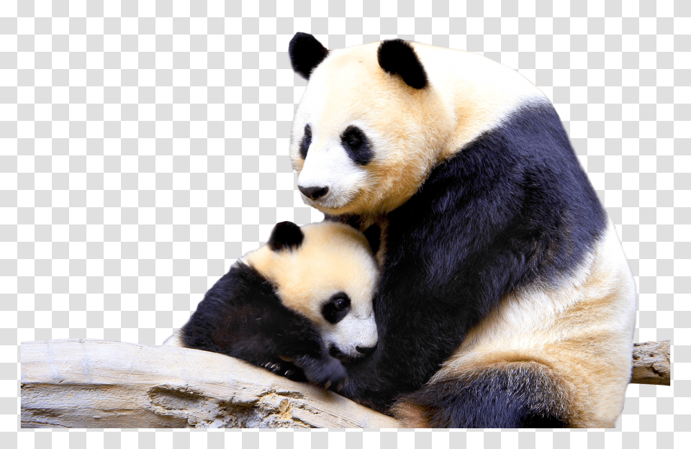 Panda, Animals, Giant Panda, Bear, Wildlife Transparent Png