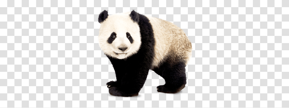 Panda, Animals, Giant Panda, Bear, Wildlife Transparent Png