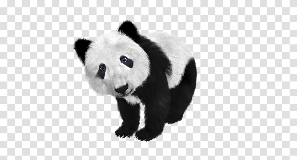 Panda, Animals, Giant Panda, Bear, Wildlife Transparent Png