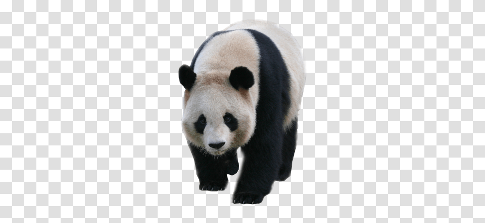 Panda, Animals, Giant Panda, Bear, Wildlife Transparent Png