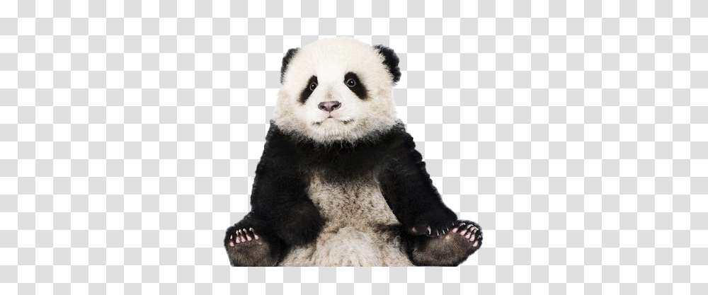 Panda, Animals, Giant Panda, Bear, Wildlife Transparent Png