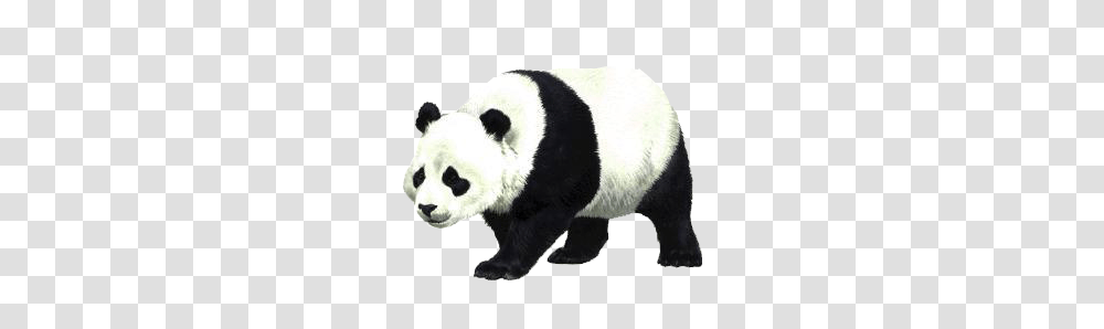 Panda, Animals, Giant Panda, Bear, Wildlife Transparent Png