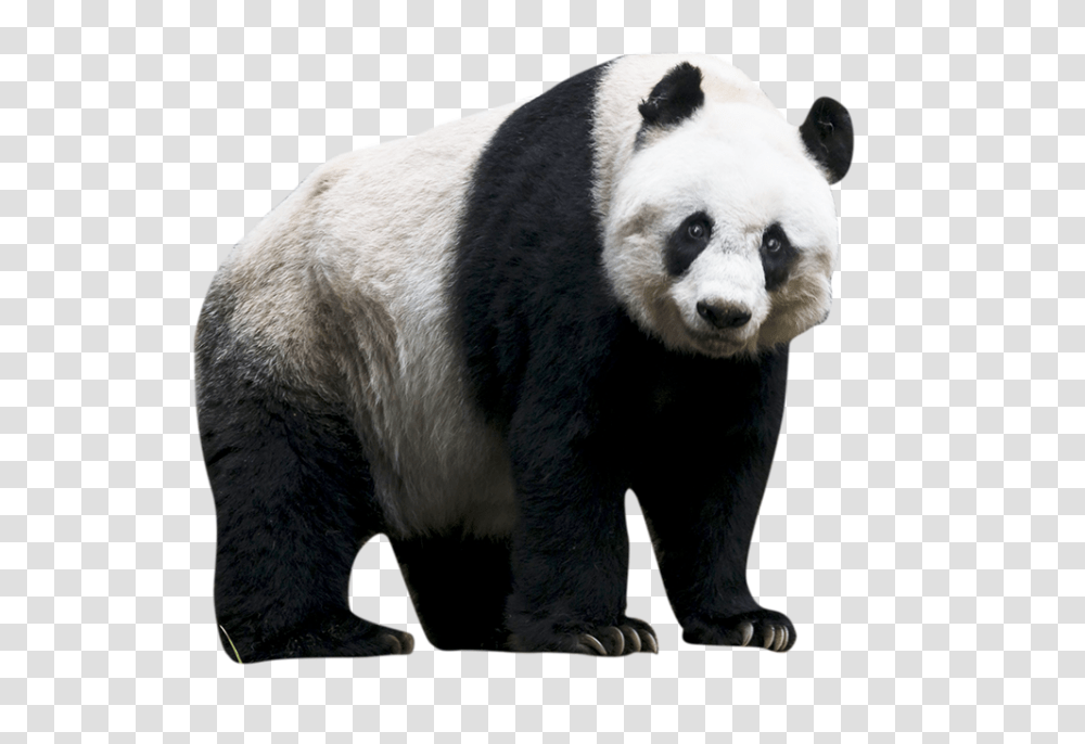 Panda, Animals, Giant Panda, Bear, Wildlife Transparent Png