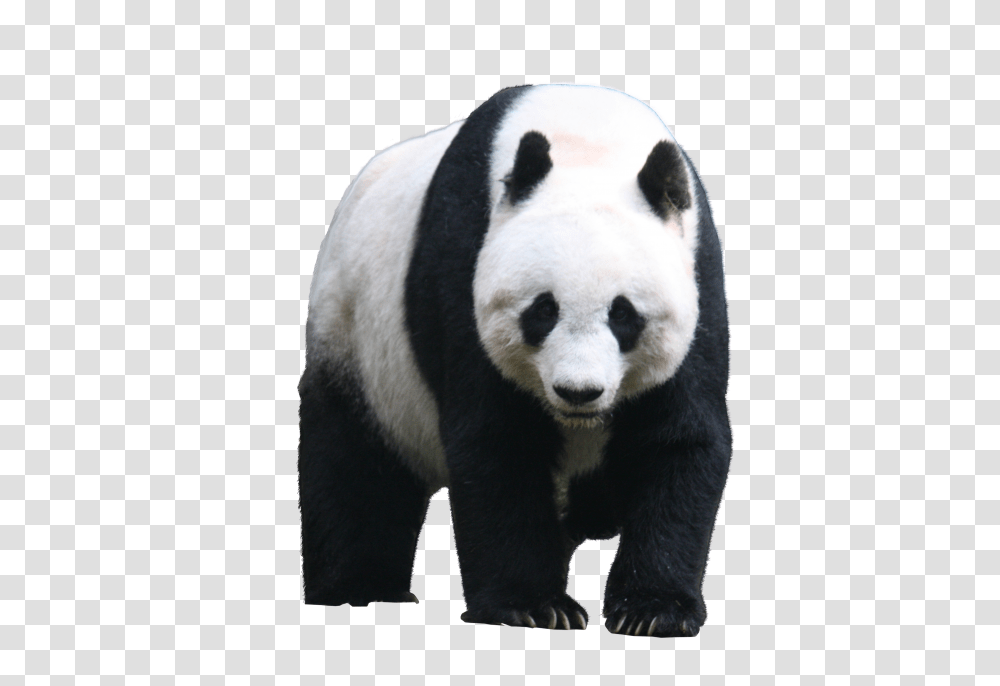 Panda, Animals Transparent Png