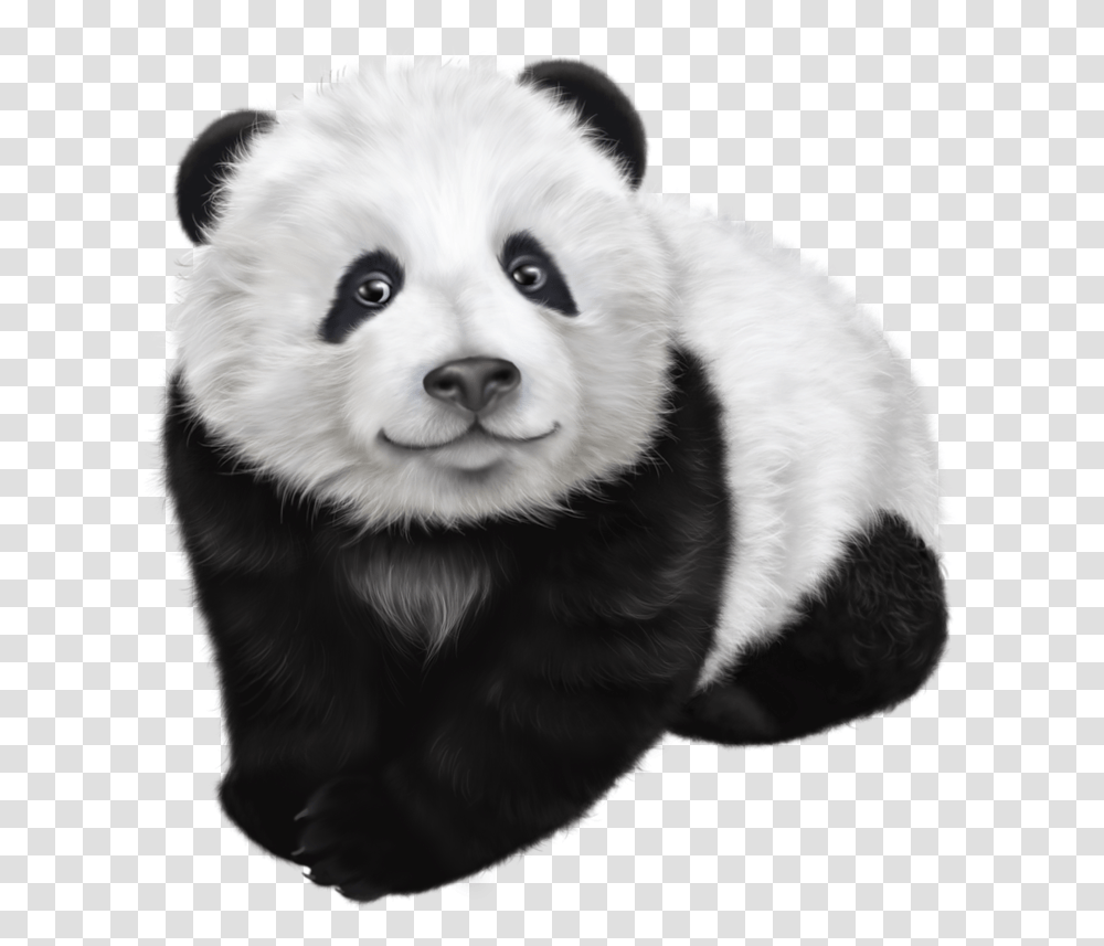 Panda Face Panda, Bear, Wildlife, Mammal, Animal Transparent Png