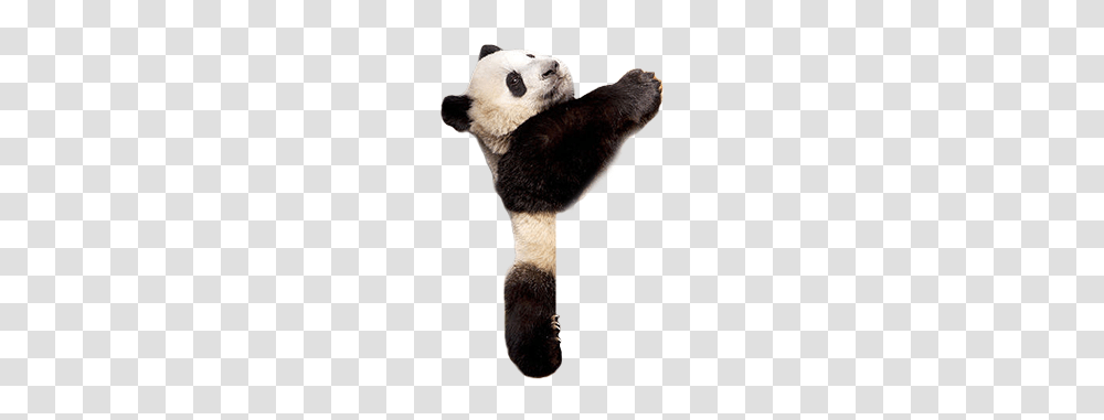Panda Images Free Download, Fur, Giant Panda, Bear, Wildlife Transparent Png