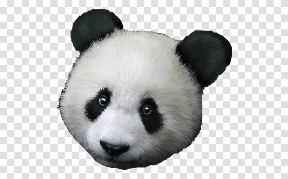 Panda Pandaface Freetoedit Good Morning Love Panda, Mammal, Animal, Bear, Wildlife Transparent Png
