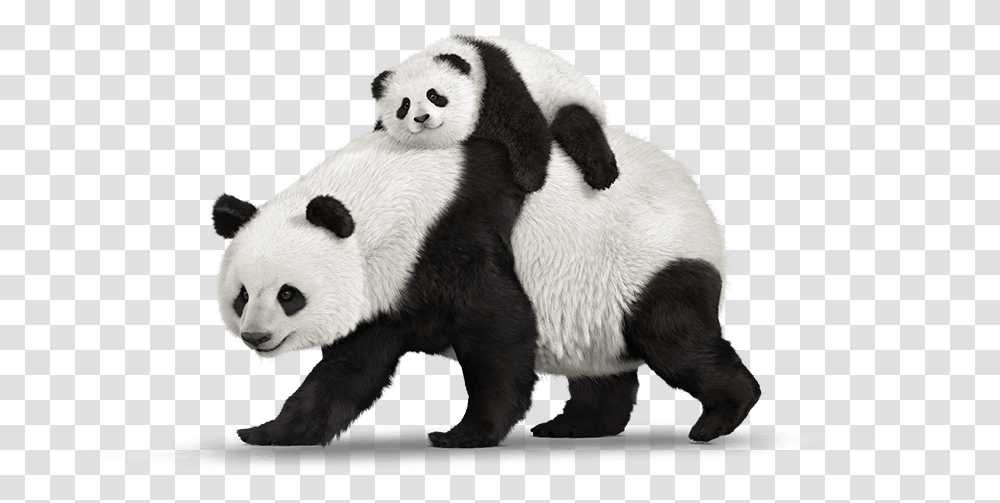 Panda Telus Hand Down Smartphones Mobility Telusm Real Pandas, Giant Panda, Bear, Wildlife, Mammal Transparent Png