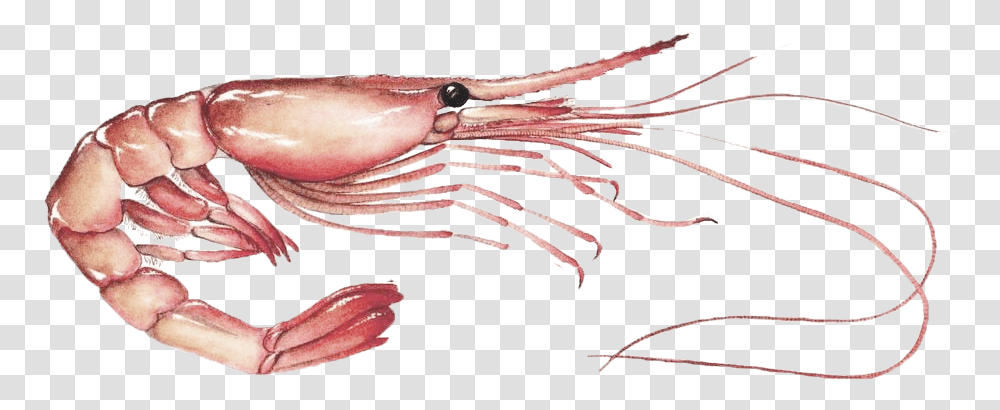 Pandalus Borealis, Seafood, Sea Life, Animal, Squid Transparent Png
