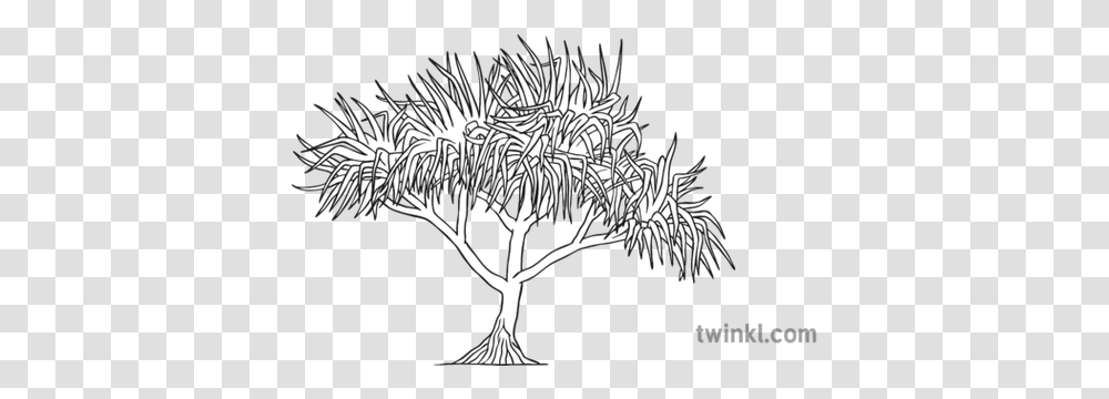 Pandanus Tree Black And White Draw A Pandanus Tree, Art, Graphics, Root, Plant Transparent Png