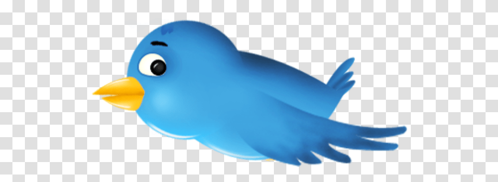 Pando So Not Helping Chinese Government Publication Lauds Twitter Bird, Animal, Sea Life, Fish, Outdoors Transparent Png