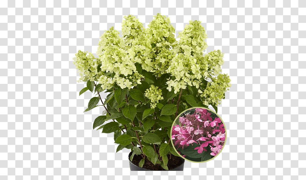 Panflora Ktterheinrich Bougainvillea, Plant, Bush, Vegetation, Flower Transparent Png