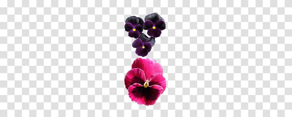 Pansies Nature, Plant, Flower, Blossom Transparent Png