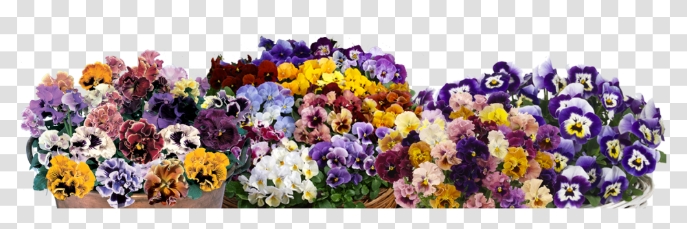 Pansies Bouquet, Plant, Pansy, Flower, Blossom Transparent Png