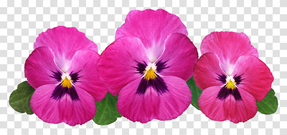 Pansies Image Pansies Background Transparent Png