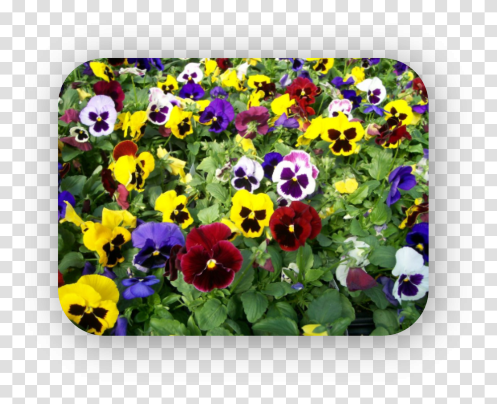 Pansies Pansy Viola Mix, Flower, Plant, Blossom, Petal Transparent Png