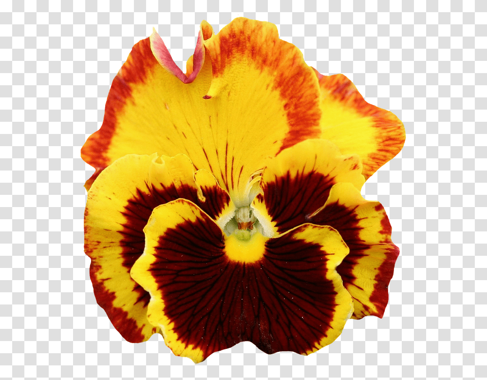 Pansy 960, Flower, Plant, Blossom, Bird Transparent Png