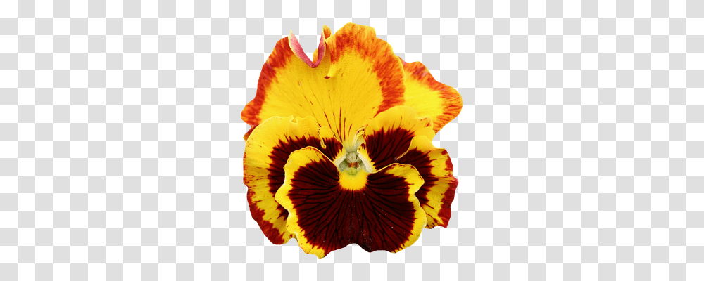 Pansy Nature, Plant, Flower, Blossom Transparent Png