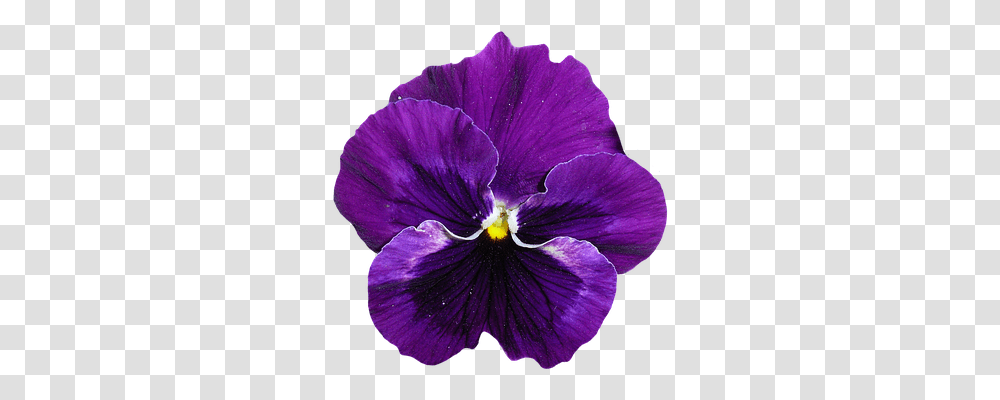 Pansy Nature, Plant, Flower, Blossom Transparent Png