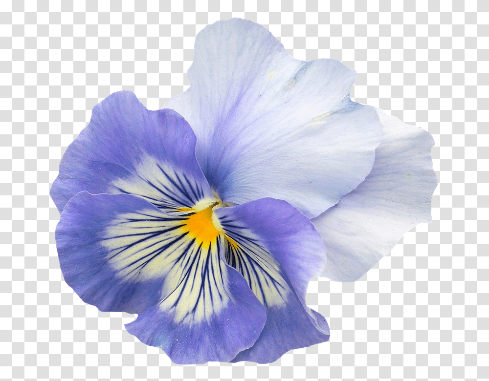 Pansy 960, Flower, Plant, Blossom, Iris Transparent Png