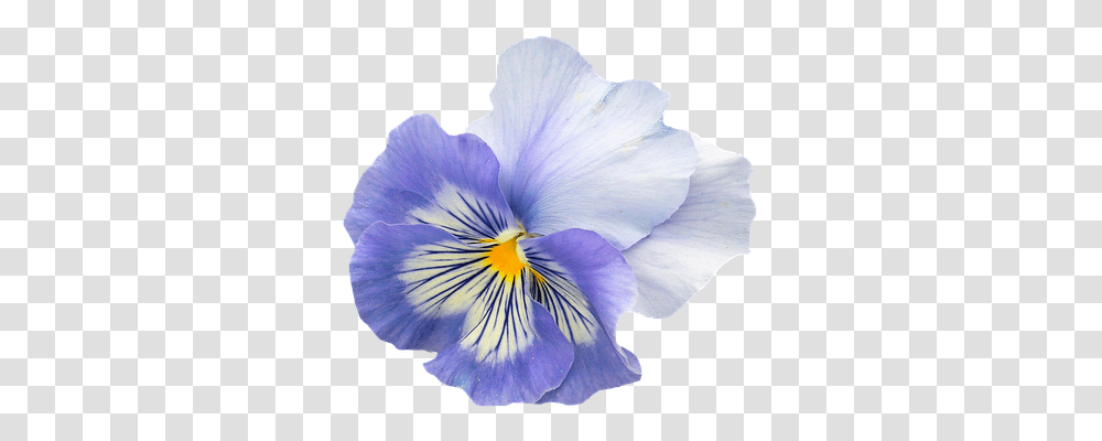 Pansy Nature, Plant, Flower, Blossom Transparent Png