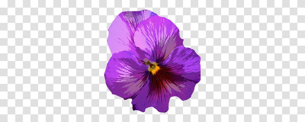 Pansy Nature, Plant, Flower, Blossom Transparent Png