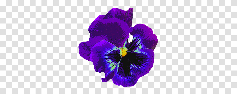 Pansy Nature, Plant, Flower, Blossom Transparent Png