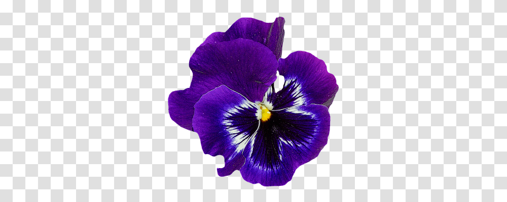 Pansy Nature, Plant, Flower, Blossom Transparent Png